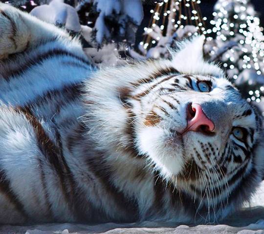 1655175282 738 zobrazhennja z novim 2022 rokom tigra novorichni krasivi listivki - Зображення з Новим 2022 роком Тигра: новорічні, красиві листівки
