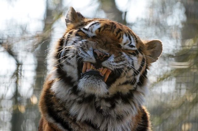 1655175318 723 zobrazhennja z novim 2022 rokom tigra novorichni krasivi listivki - Зображення з Новим 2022 роком Тигра: новорічні, красиві листівки