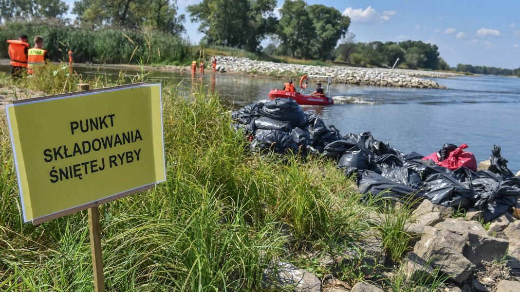  Одра забруднення.  Всі робити з динофлагеллятами?  Теорія «токсичних водоростей» також популярна в Німеччині
