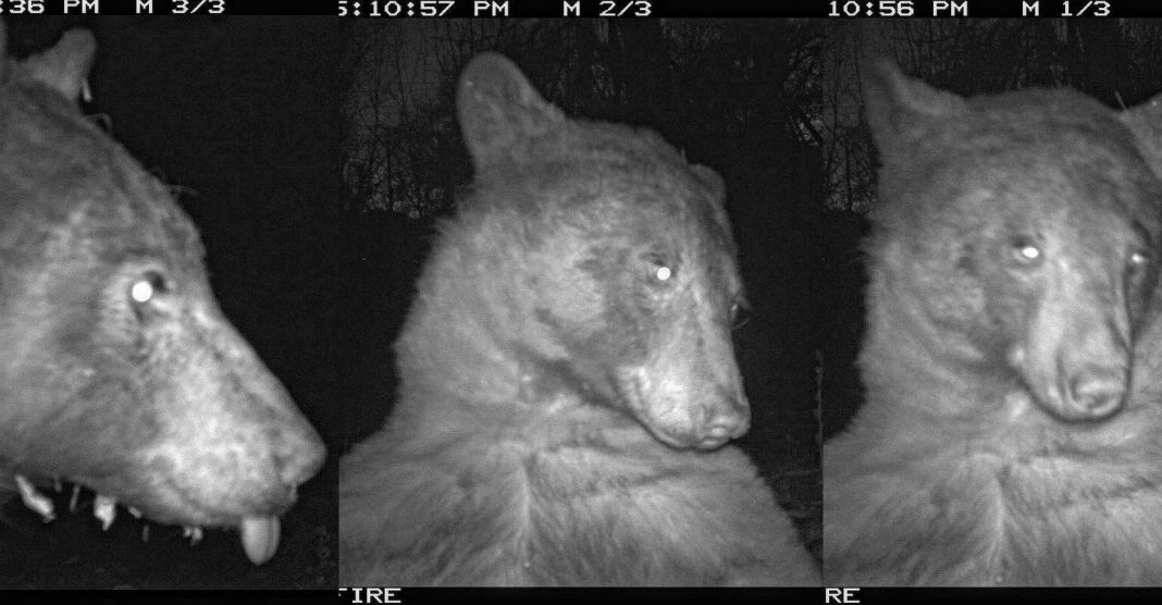  США.  Ведмідь виявив у парку фотопастку.  Він зробив 400 фотографій самого себе
