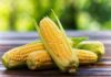 Коли садити кукурудзу навесні 2024 року: терміни посіву
